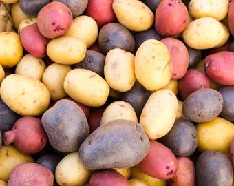 Rojo, Azul, Dorado - Mezcla de 3 Colores de Papas de Siembra - Bulbos para Plantar