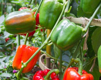 California Wonder 300 TMR Bell Pepper Seeds