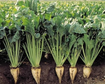Sugar Beet Seeds