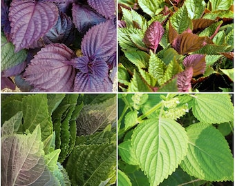 Specialty Perilla Mix or Shiso - Individual Packets - Seeds For Planting