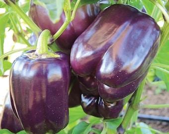 Purple Beauty Pepper Seeds