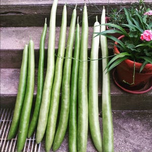 Graines de courge cucuzza