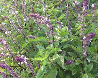 semillas de albahaca y anís