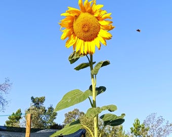 Skyscraper Sunflower or Mongolian Giant Seeds