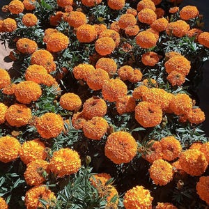 Hawaii Orange African Marigold Seeds