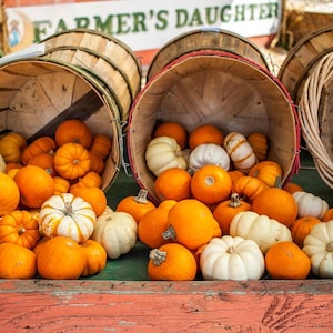 Mini Mix Pumpkins Seeds - Baby Boo White, Jack-Be-Little, Wee-B-Little Blend
