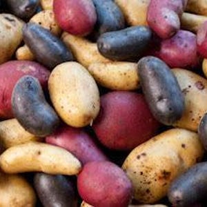 Russet, rouge, bleu - Mélange de 3 variétés de pommes de terre de semence - Bulbes à planter