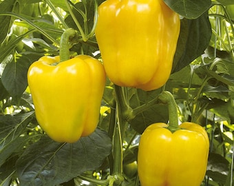 Golden Cal Wonder Bell Pepper Seeds