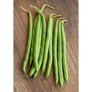 Masai French Filet Bean (Haricot Vert) Seeds
