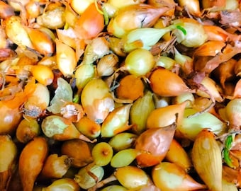 Super Sweet Candy Onion Sets - Onion Bulbs For Planting