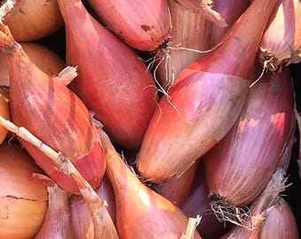 Monique Semi-Long Shallot Sets or Bulbs Seeds