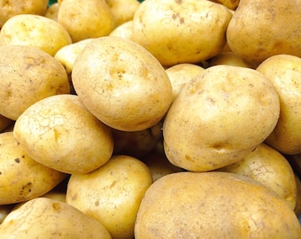 Kennebec Seed Potatoes - Bulbs For Planting