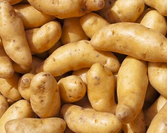 Papas de siembra alargadas Banana Yellow Fingerling - Bulbos para plantar