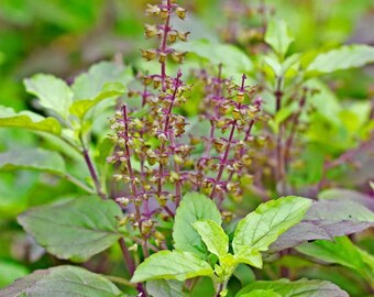 Semillas de albahaca sagrada de hojas rojas