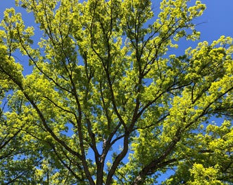 White Oak Tree Seeds