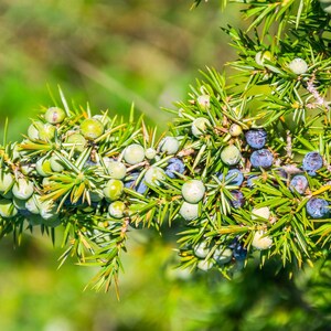 Juniper Tree Seeds