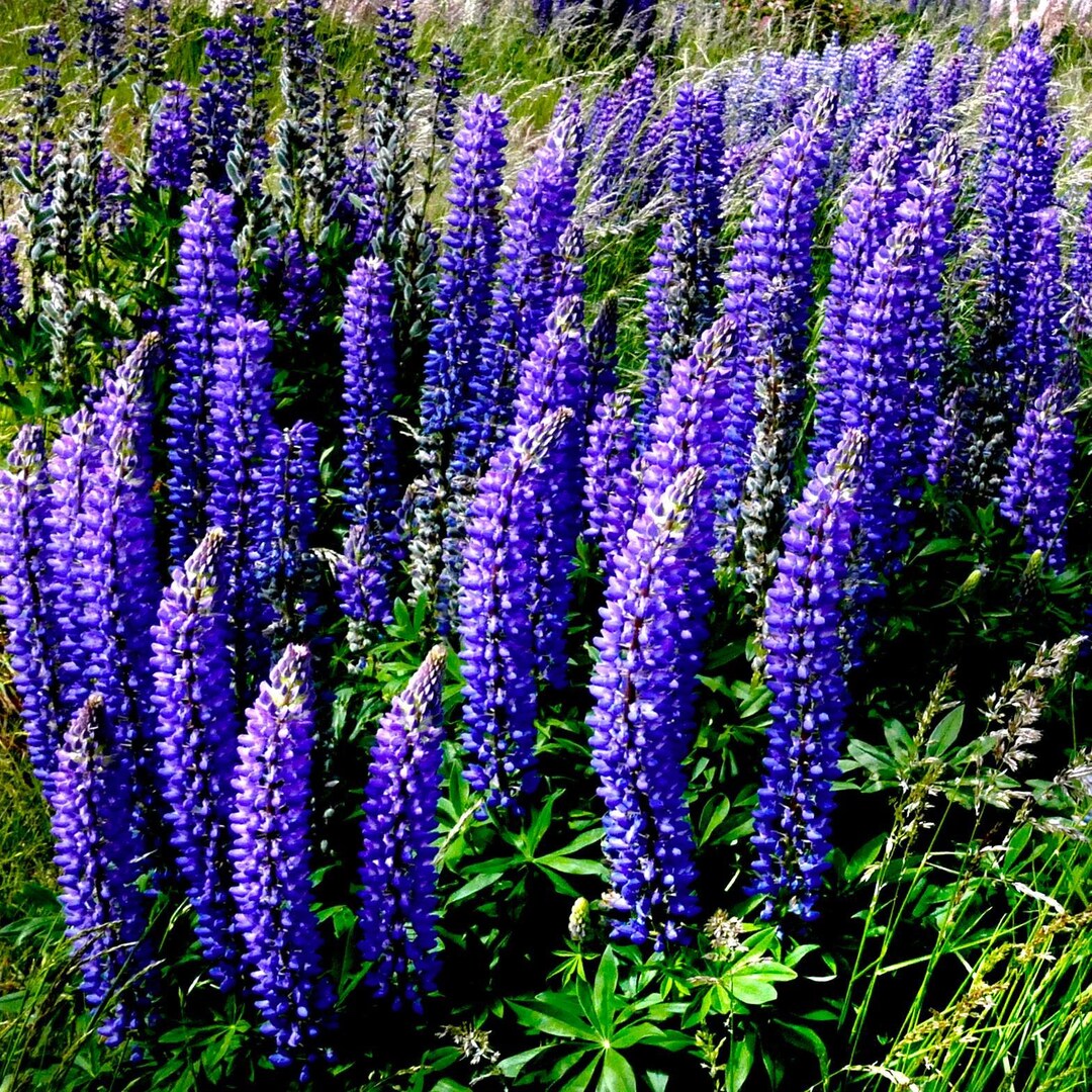 The Governor Blue Russell Lupine Seeds - Etsy