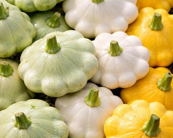 Semillas de calabaza Patty Pan (calabaza Bush Scallop) mezcla de 3 colores - Semillas codificadas por colores