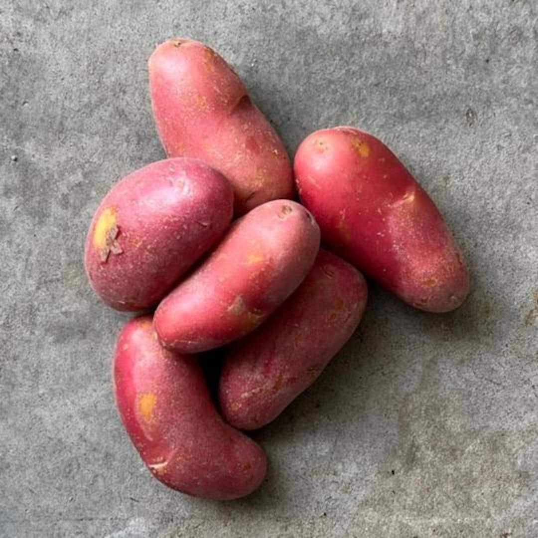 Cool Review About Fingerling Seed Potatoes