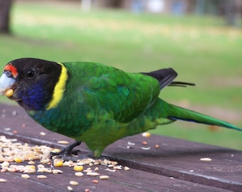 Mezcla de semillas para pájaros silvestres