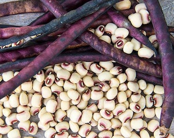 Mississippi Pinkeye II Purplehull Cowpea Seeds