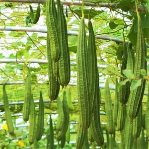 Bonanza Angled Luffa Gourd Seeds