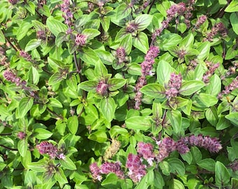 Semillas de albahaca y regaliz