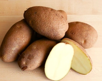 Russet Burbank Seed Potatoes - Bulbs For Planting