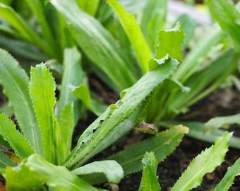Ngo Gai Culantro Seeds