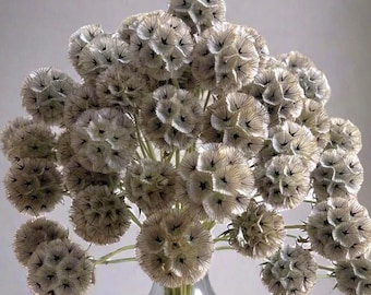 Semillas de alfiletero de estrella (baqueta)