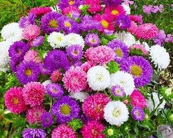 Mezcla de polvos de semillas de aster chino