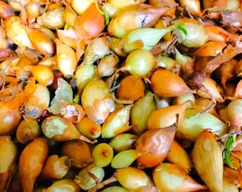 Super Sweet Candy Onion Sets - Onion Bulbs For Planting