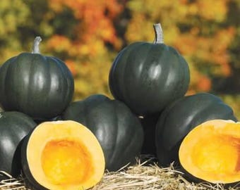 Semillas de calabaza bellota Table King Bush