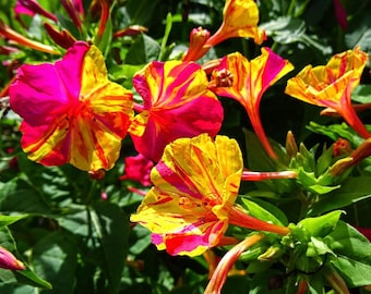 Marvel of Peru Four O' Clock Seeds