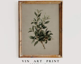 Botanische kunst olijftak – Minimale mediterrane afdrukbare muurkunst, vintage boerderijdecor (digitale download)