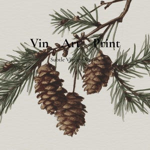 May include: Vintage art print featuring a detailed illustration of a pine branch with green needles and brown pine cones. The text "Vin Art Print" and "Subtle Vintage Stories" are displayed on the print.