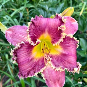 May include: Close-up of a vibrant daylily flower. The petals are a deep magenta with ruffled edges in a creamy yellow. The center of the flower is a bright yellow, with visible stamens. Green foliage surrounds the flower.