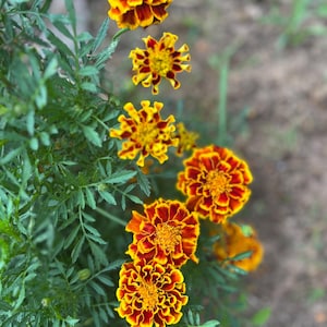 May include: Close-up of vibrant marigold flowers in full bloom. The flowers display a rich color palette of yellow and deep red, with intricate petal patterns. Green foliage surrounds the flowers, creating a natural and lively scene.