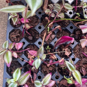 May include: A black plastic tray filled with small plants. The plants have green and purple leaves. The leaves are striped with shades of green and purple. The plants are in a dark brown soil.