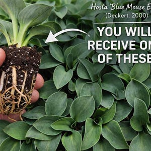 Hosta ‘Blue Mouse Ears’ 72 Liner Plug | Slug Resistant Mini | Shade Perennial | HOTY 2008