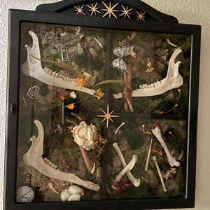 Bones & More Shadowbox