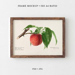 May include: A wooden frame containing a botanical illustration of a single red peach hanging from a brown branch with green leaves. The text "FRAME MOCKUP • ISO A4 RATIO" appears at the top, and "PSD • JPG" at the bottom. The print includes handwritten script.