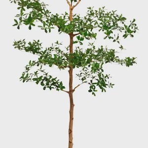 Faux Shady Lady Tree- 6&#39;