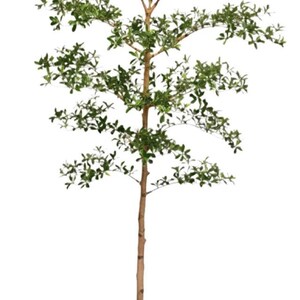 Faux Shady Lady Tree- 7&#39;