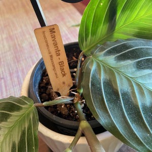 Custom Indoor Long Life Plant Labels - Wax Infused - Plant Markers/labels - 3 Sizes