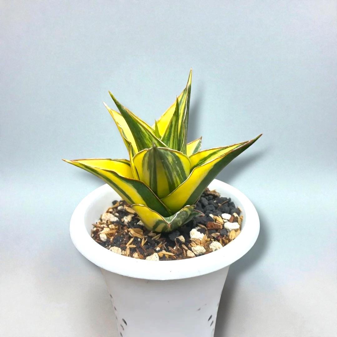 Hybrid sansevieria - Etsy 日本