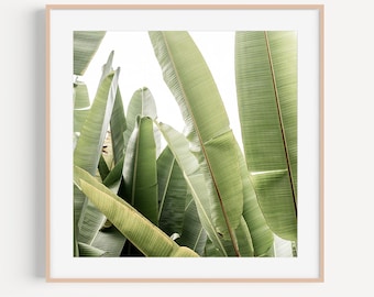 Tropical Banana Leaf Fine Art Print, Boho Nature Wall Art, Living Room Decor