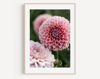Pink Dahlia Fine Art Photography Print, Cottage Garden Nature Wall Art