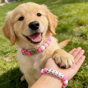 Puede incluir: Un cachorro de golden retriever lleva un collar de cuentas rosas y blancas con una hebilla de metal dorado. Una pulsera de cuentas a juego con letras blancas que forman el nombre MOLLY se lleva en la muñeca, con cuentas redondas rosas y blancas.