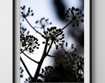 Puede incluir: Fotografía en blanco y negro enmarcada que presenta un primer plano de una planta con múltiples cabezas de flores. Las flores son esféricas y agrupadas, con tallos oscuros sobre un fondo borroso. La imagen está en un marco negro.